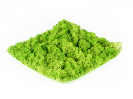 Stabilizovaný mech Hawaj Moss | Stěna 30 x 30 cm Stabilizovaný mech Hawaj Moss | Stěna 30 x 30 cm