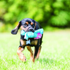 hracka-plys-cozie-brights-mix-kong-s