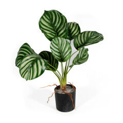 Dekorativní umělá Calathea Hawaj - 30 cm