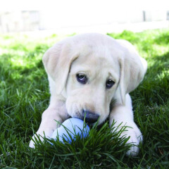 pamlsek-do-hracek-puppy-kong-l