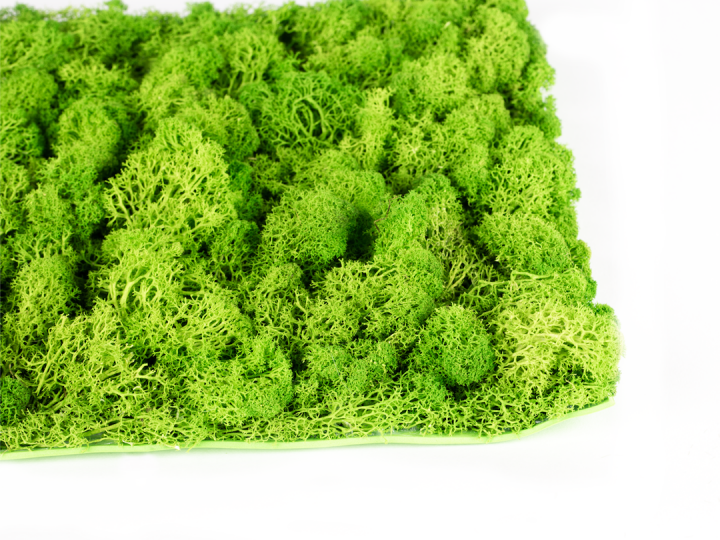 Stabilizovaný mech Hawaj Moss | Stěna 30 x 30 cm Stabilizovaný mech Hawaj Moss | Stěna 30 x 30 cm