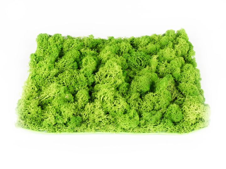 Stabilizovaný mech Hawaj Moss | Stěna 30 x 30 cm Stabilizovaný mech Hawaj Moss | Stěna 30 x 30 cm