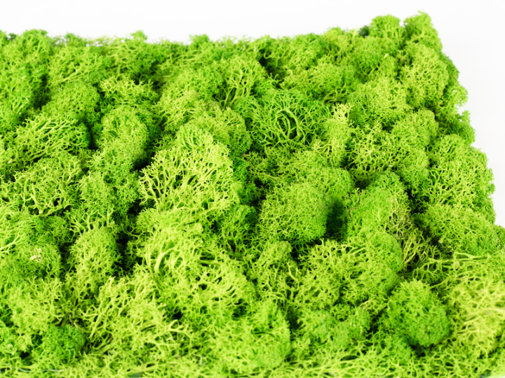 Stabilizovaný mech Hawaj Moss | Stěna 30 x 30 cm Stabilizovaný mech Hawaj Moss | Stěna 30 x 30 cm